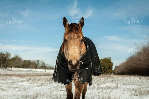 Horse with Blanket in Snow 59037