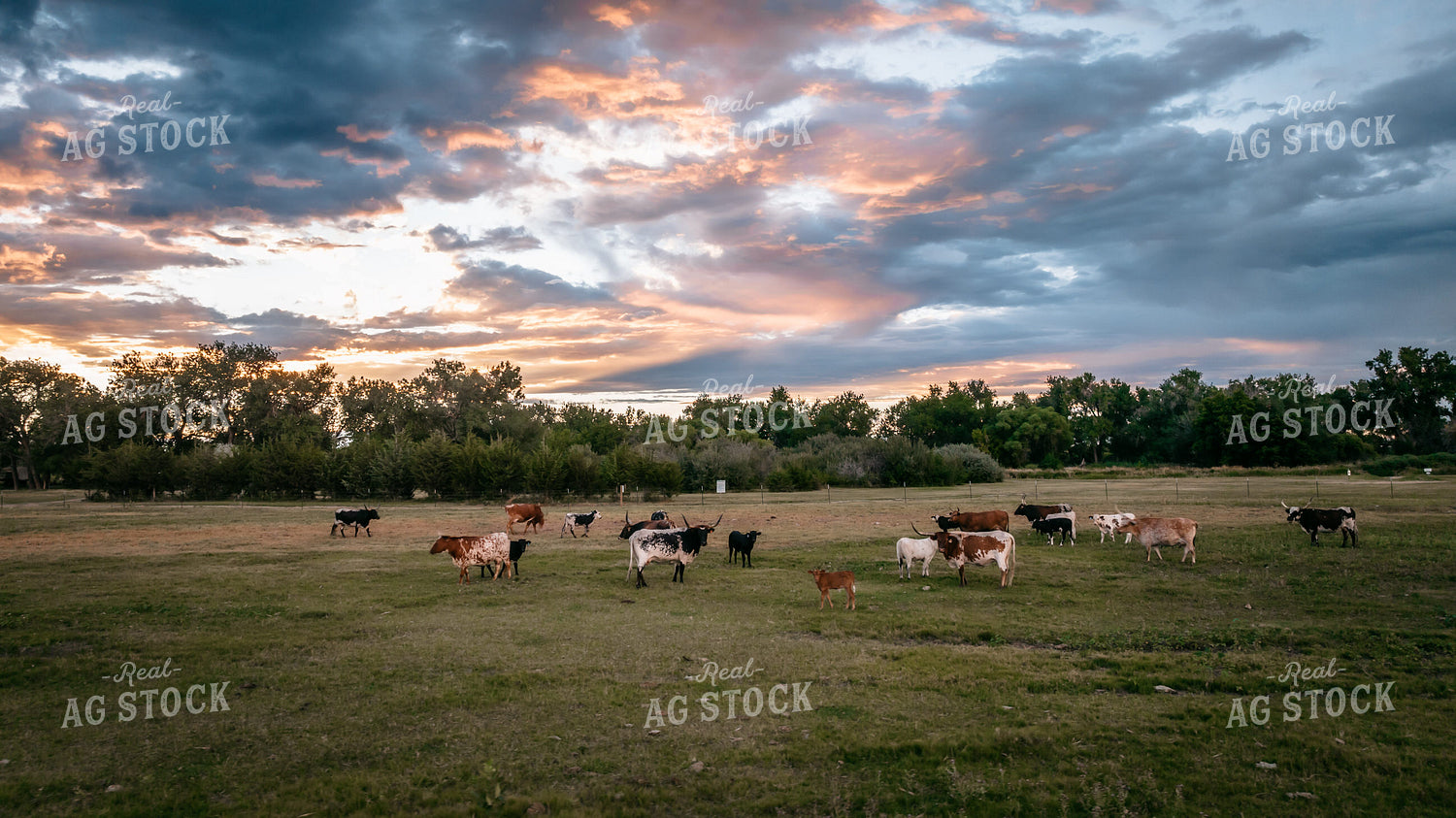 Longhorn Cattle in Pasture 56509
