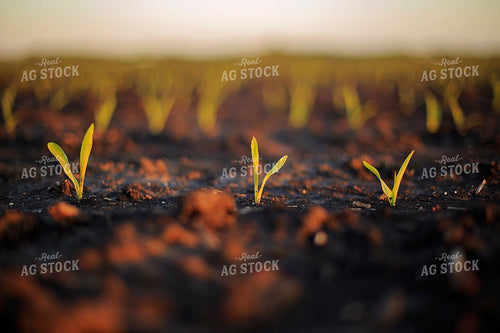 Spring Corn 93155