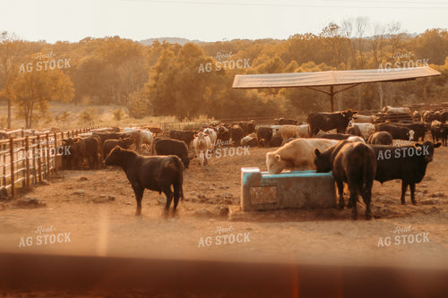 Cattle in Farmyard 108015