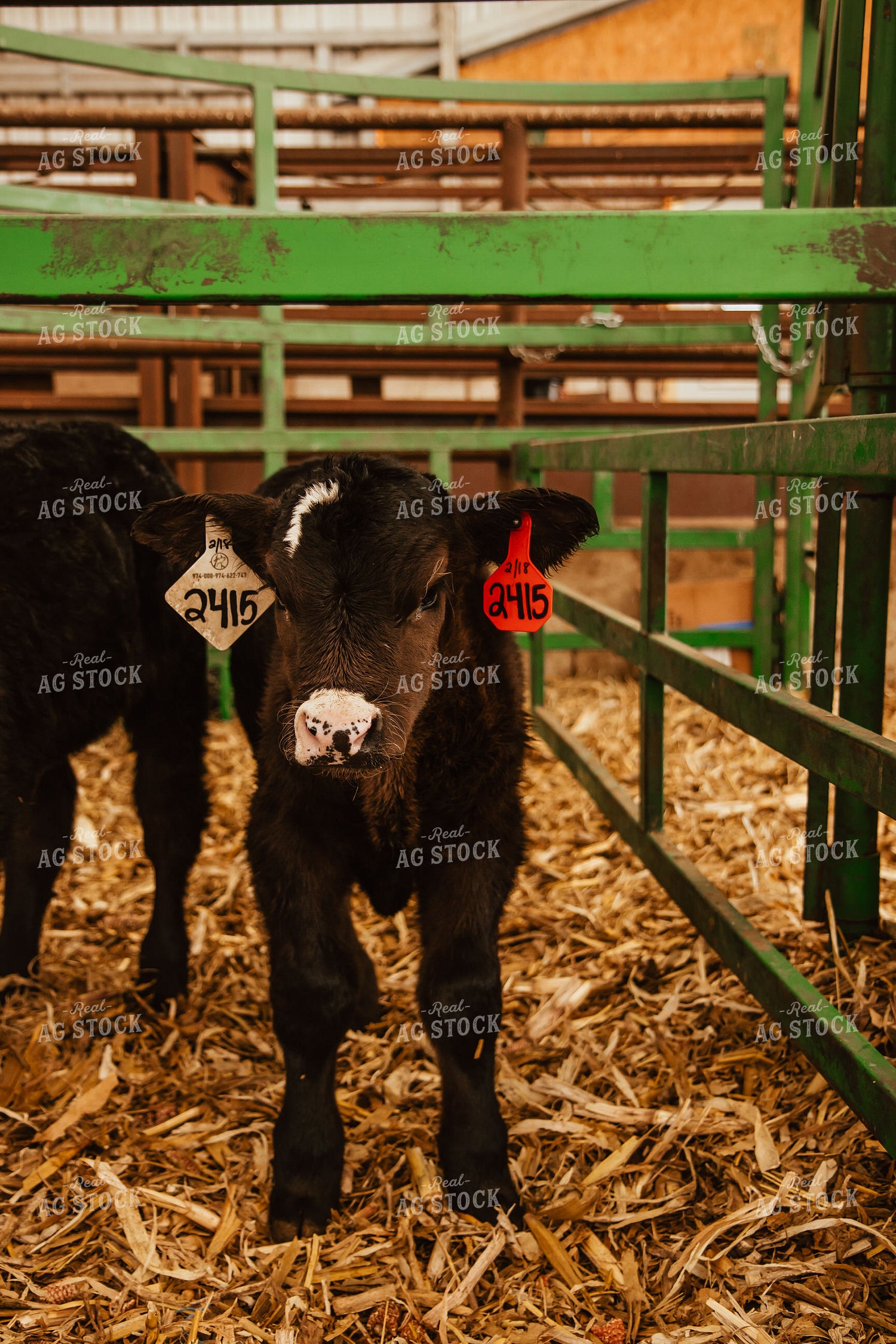 Calves 67644