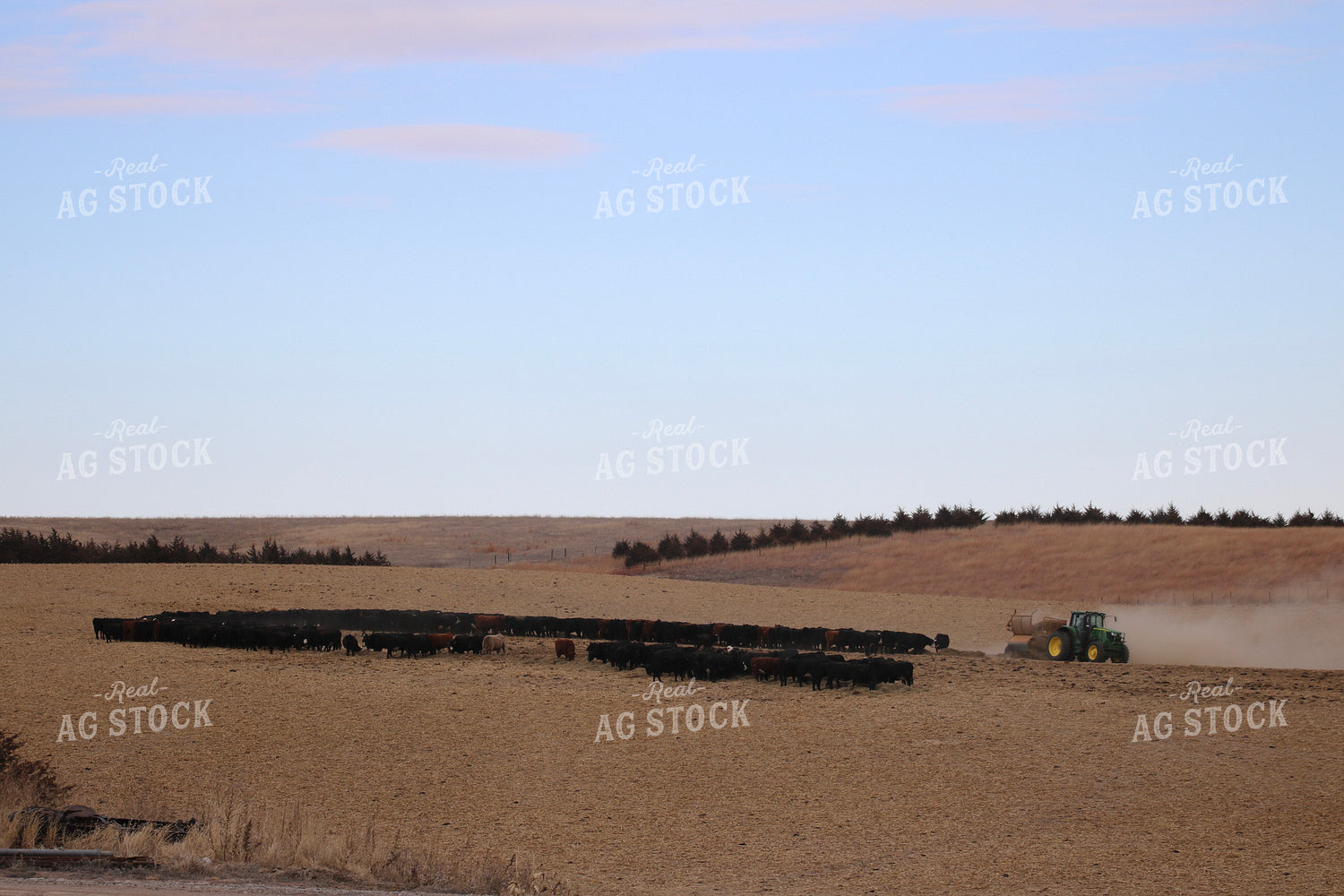 Feeding Out Hay to Cattle 82201
