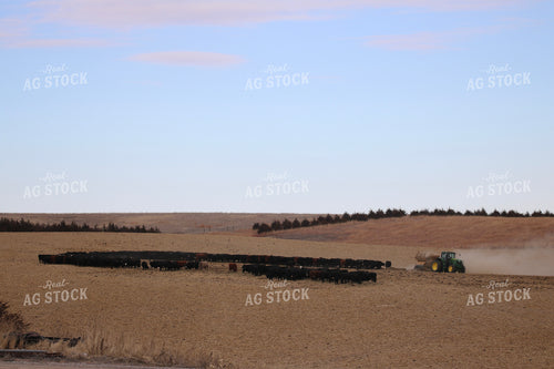 Feeding Out Hay to Cattle 82201