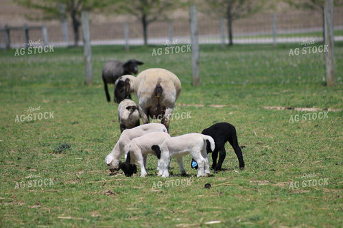 Lambs and Ewes 84257
