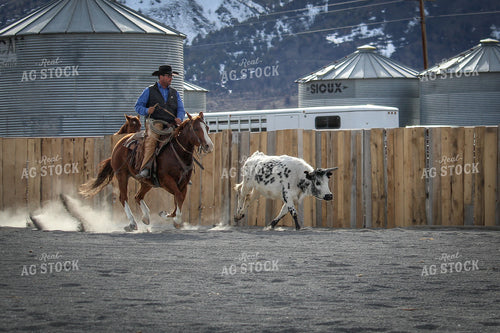 Male Rancher on Horse Chasing Cow 78054