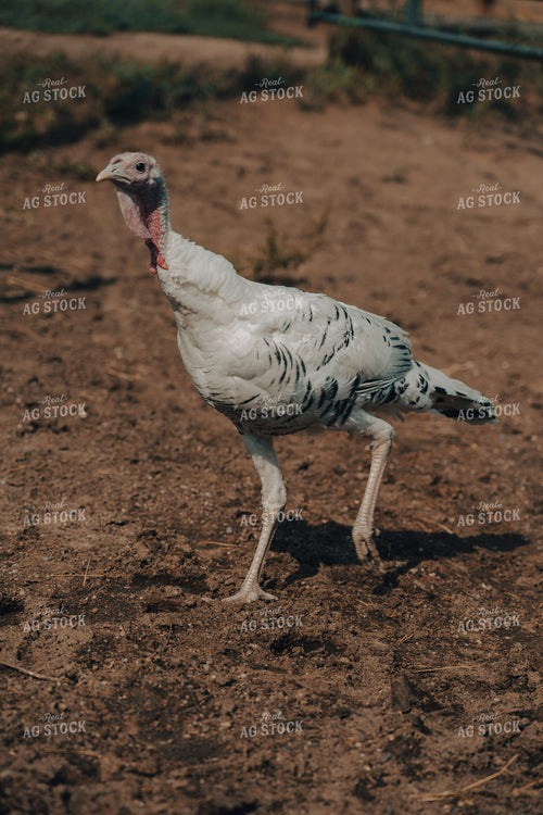 Turkey 58166