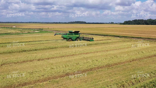 Rice Harvest 79425