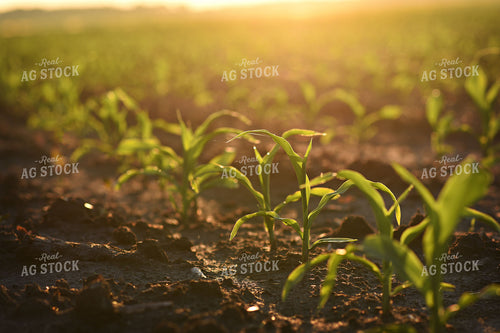 Young Corn Plants Growing in Sunlit Agricultural Field 100031
