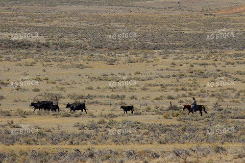Angus Cattle in Pasture 63050
