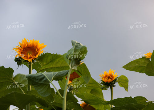 Sunflowers 160199