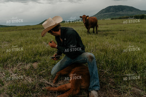 Rancher Processing Calf 58338