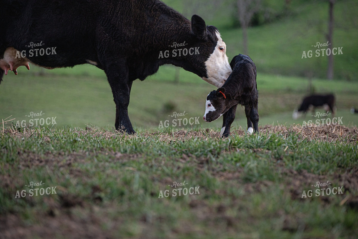 Cow Calf Pair 189064