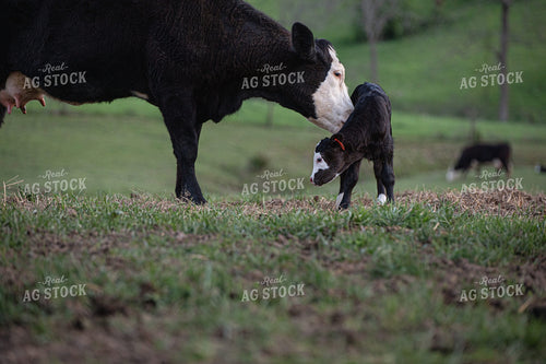 Cow Calf Pair 189064