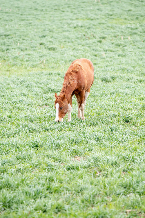 Horse 193035
