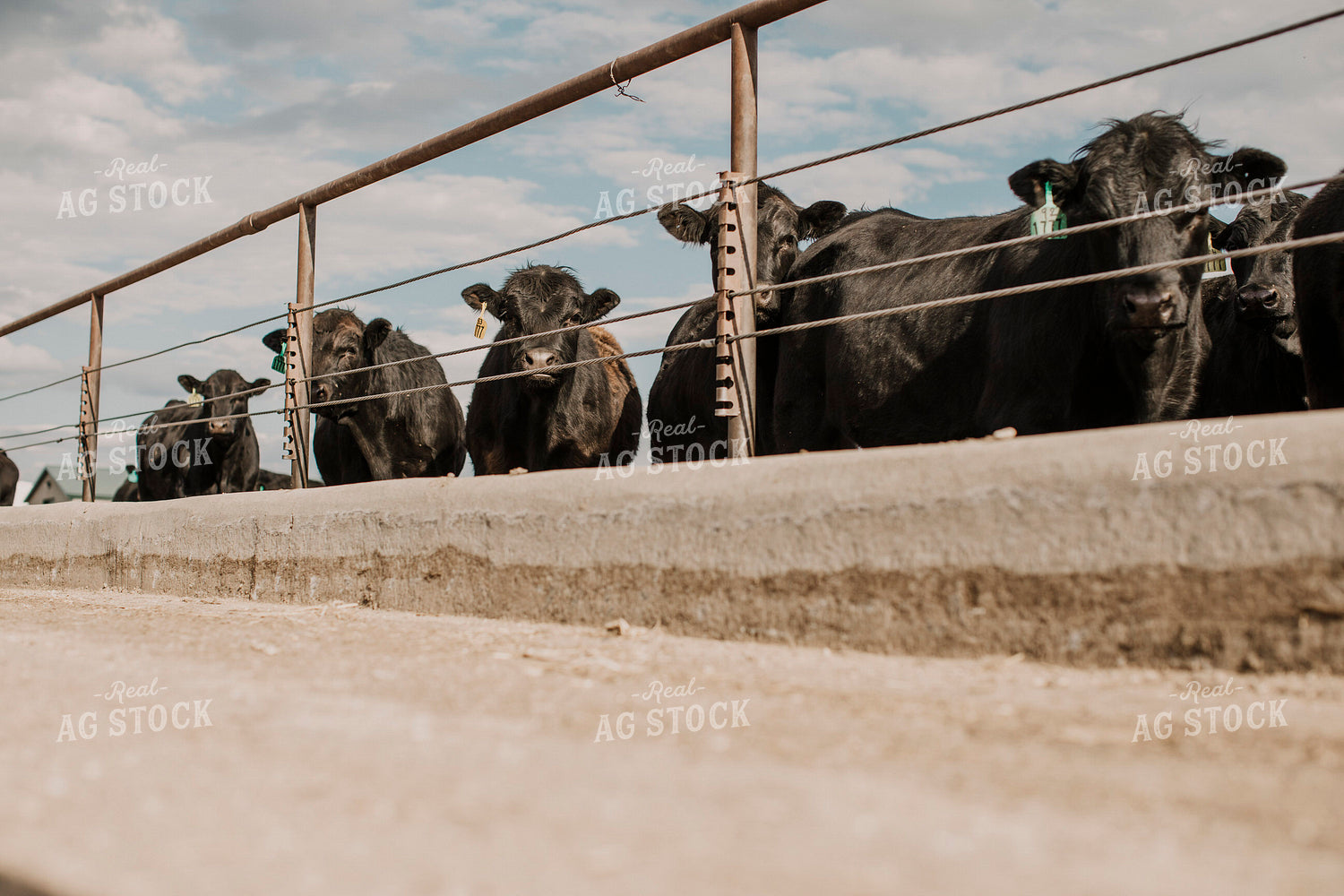 Feedyard 3009