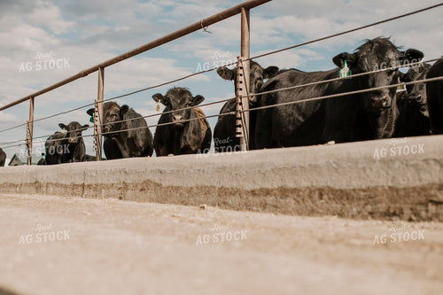 Feedyard 3009
