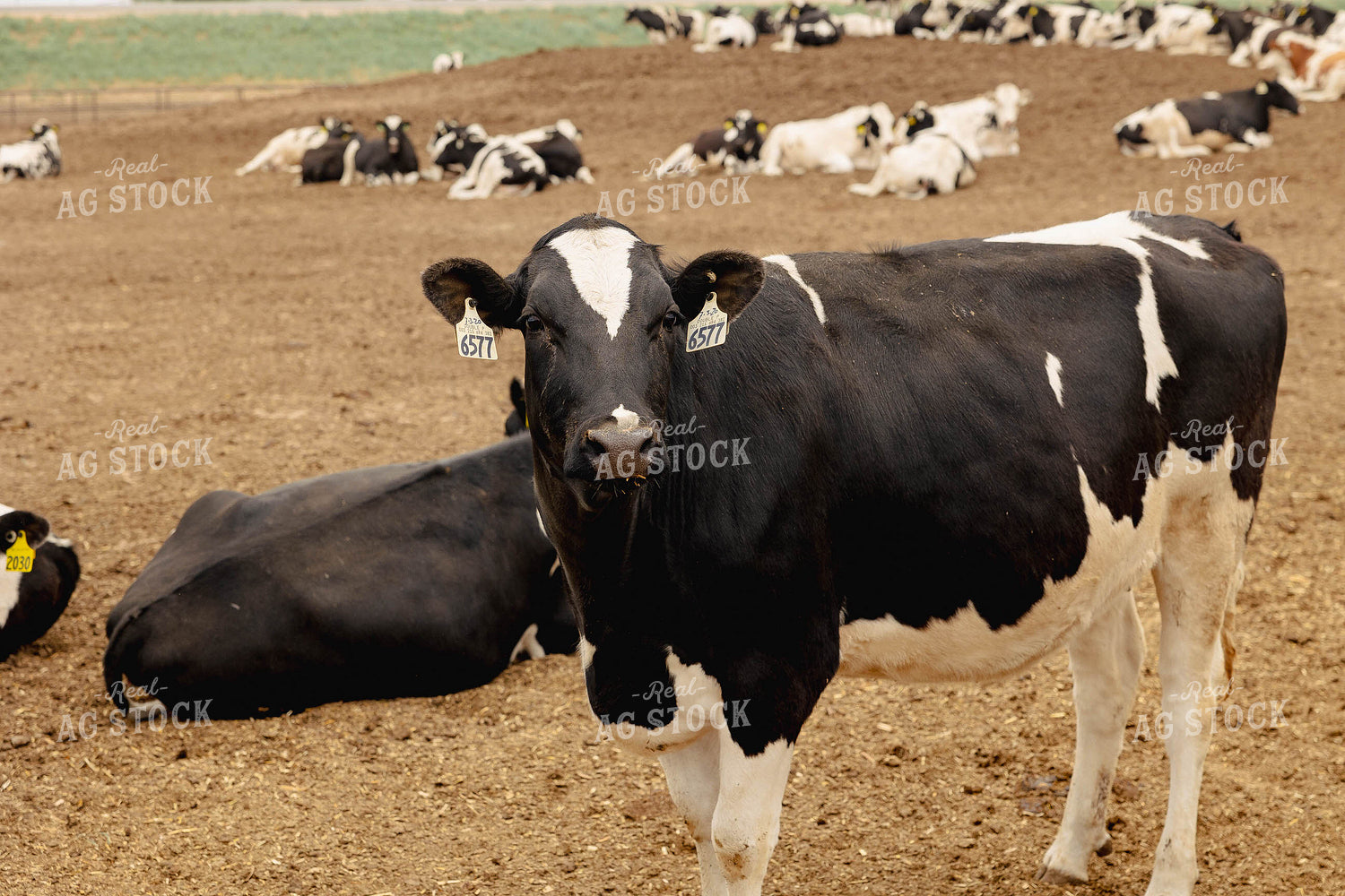 Holstein Cattle in Farmyard 114029