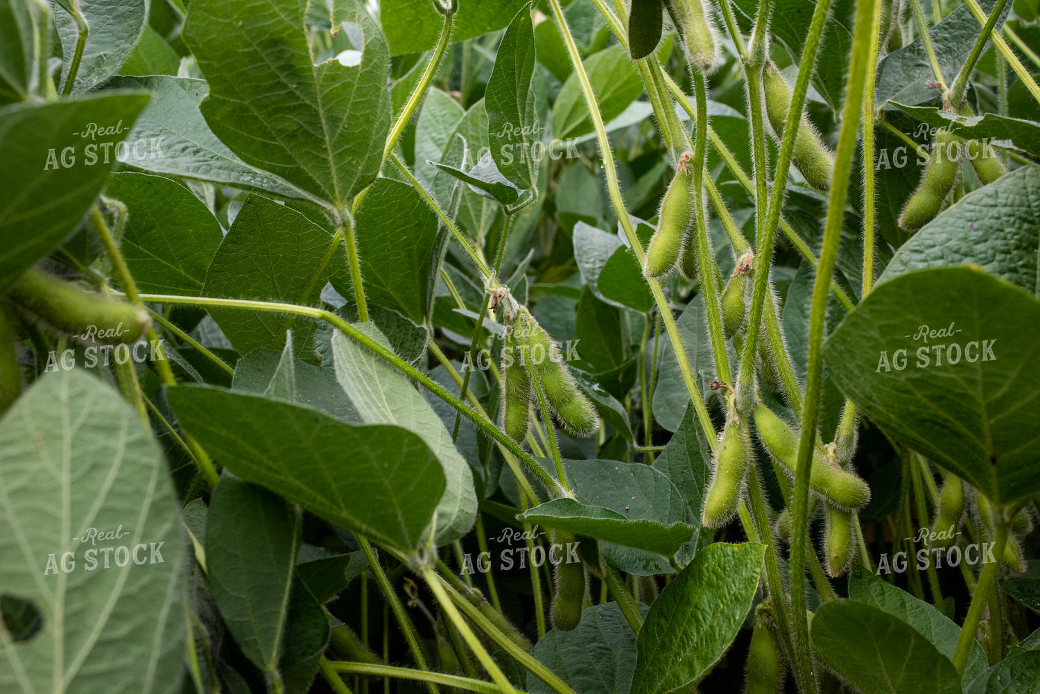 Soybean Pods on Plant 76279
