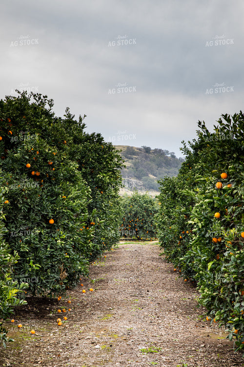Orange Trees 276041
