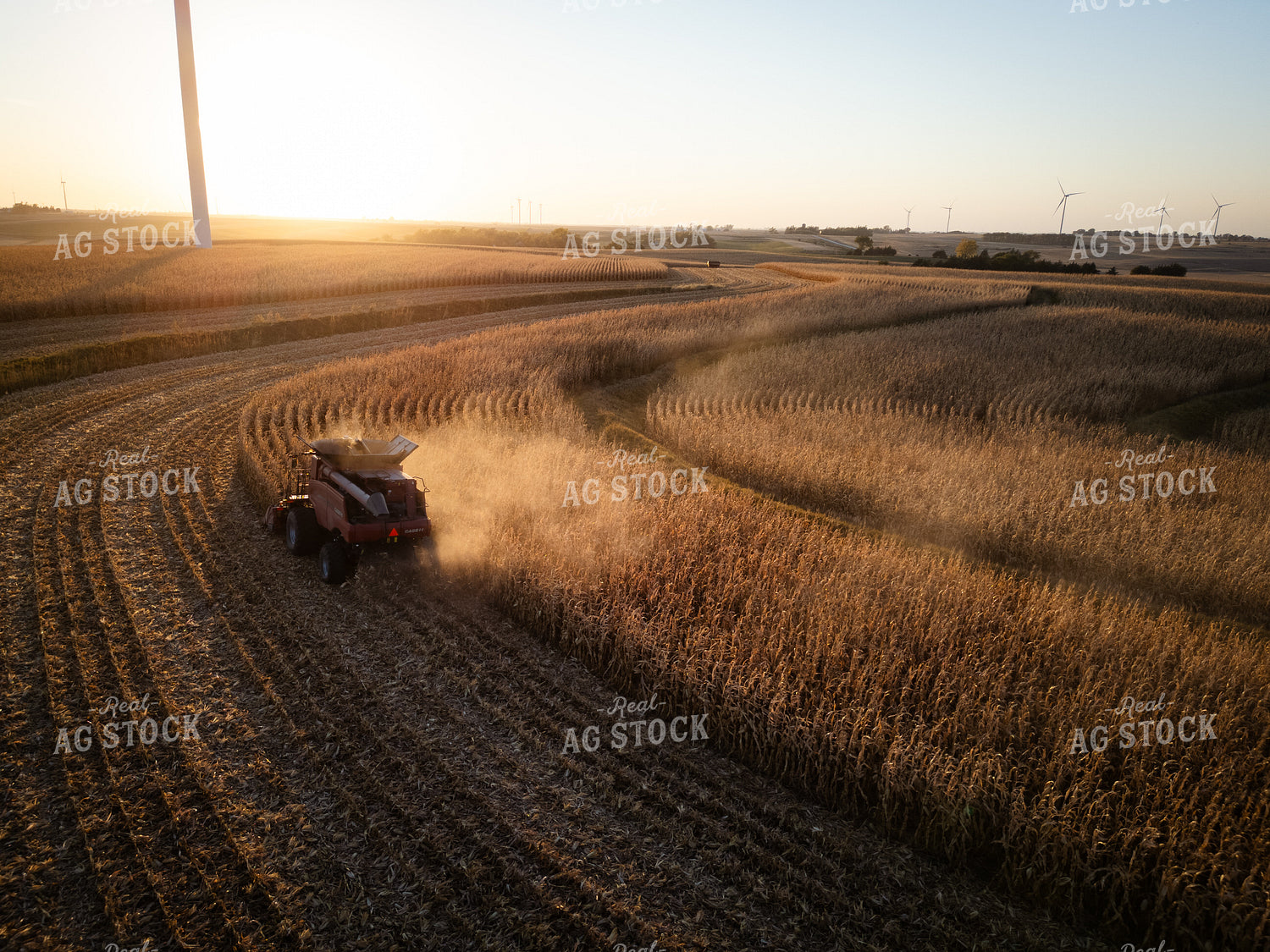 Corn Harvest 67962