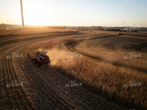 Corn Harvest 67962