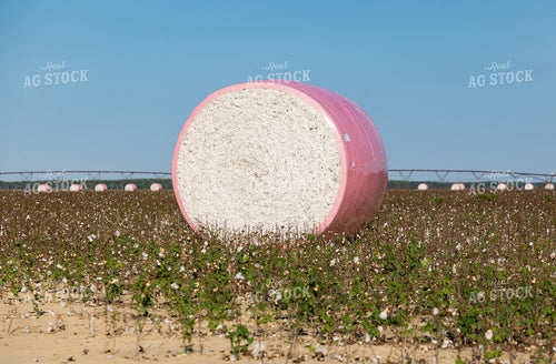 Cotton Bales 79420