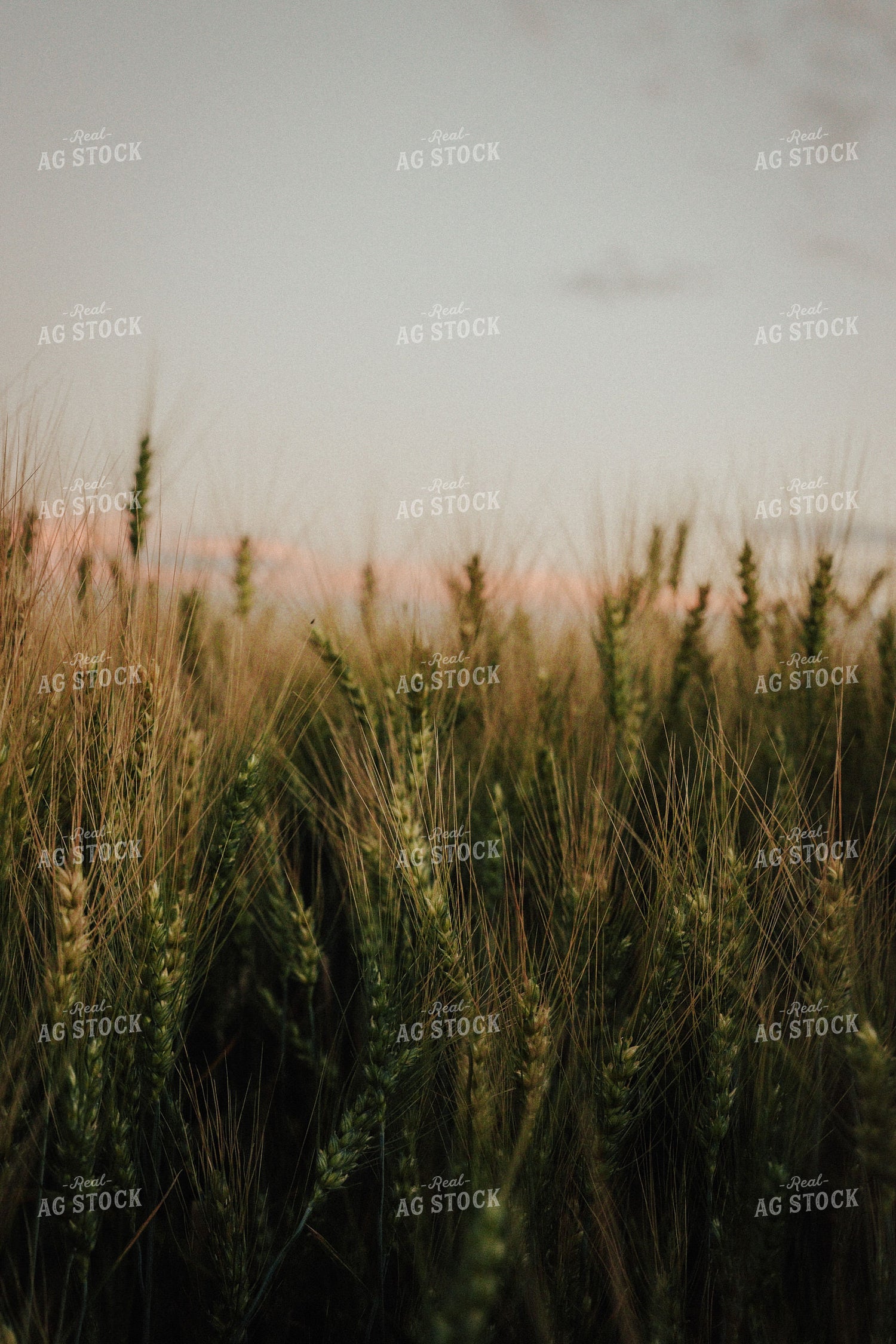 Ripening Wheat 83083