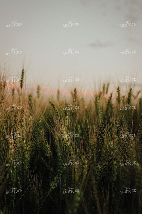 Ripening Wheat 83083