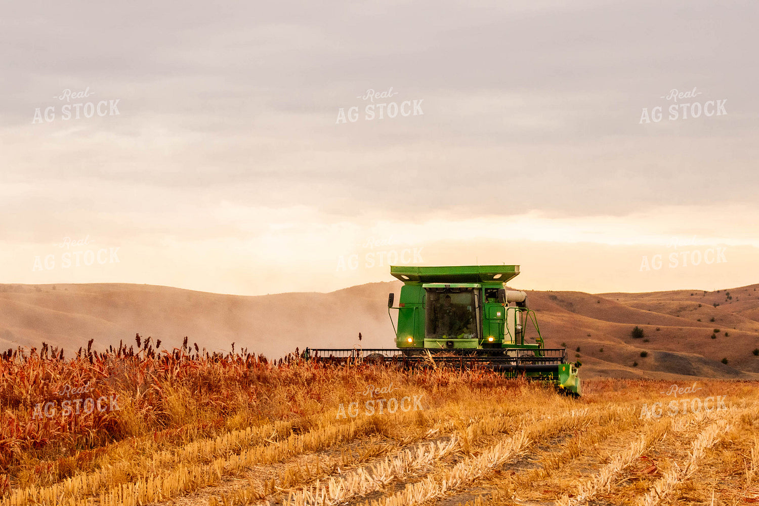 Sorghum Harvest 299071