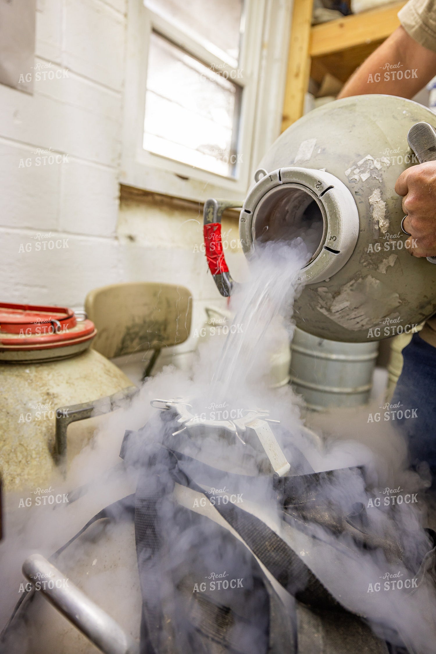 Pouring Liquid Nitrogen into Semen Tank 270294