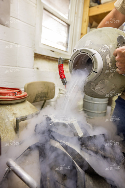 Pouring Liquid Nitrogen into Semen Tank 270294
