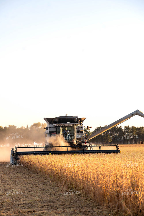 Soybean Harvest 115877