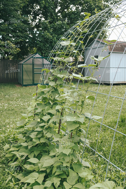 Backyard Gardening 162051