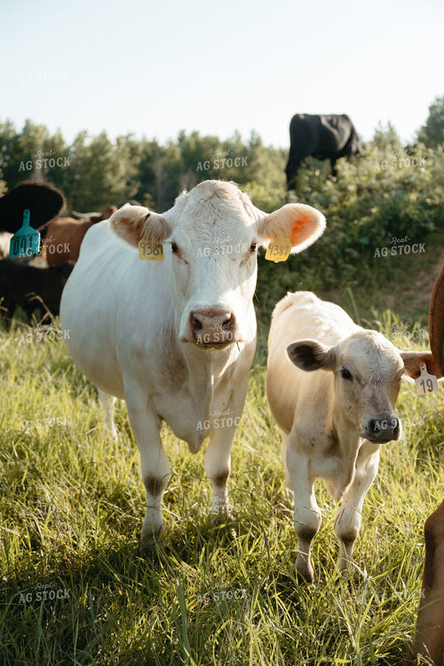Cattle on Pature 125310
