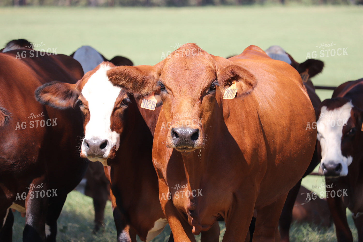 Simbrah Cattle in Pasture 102018