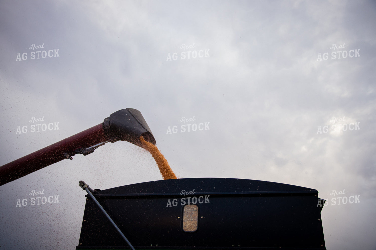 Unloading Harvested Corn 268224