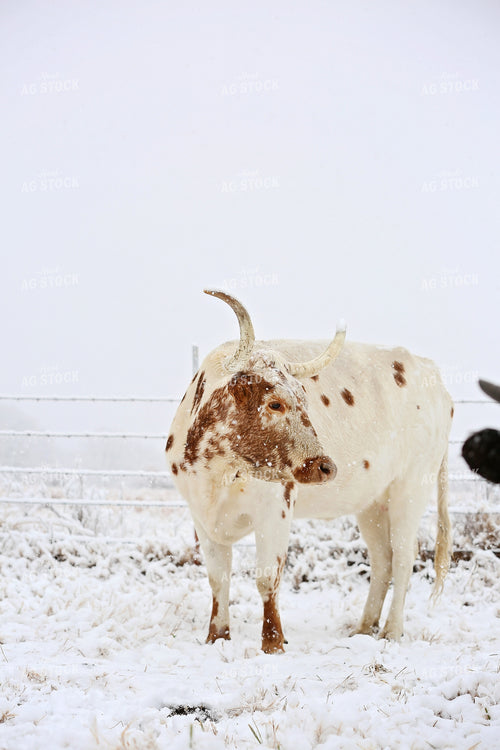 Cow in Pasture 127041