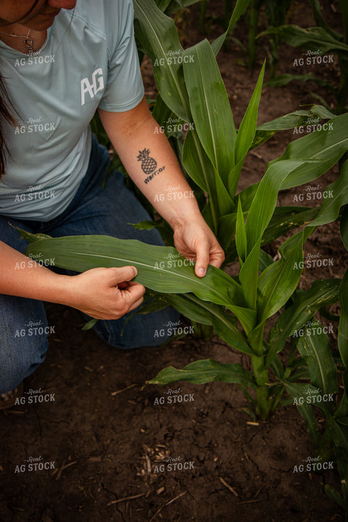 Female Farmer Checking Corn 67774