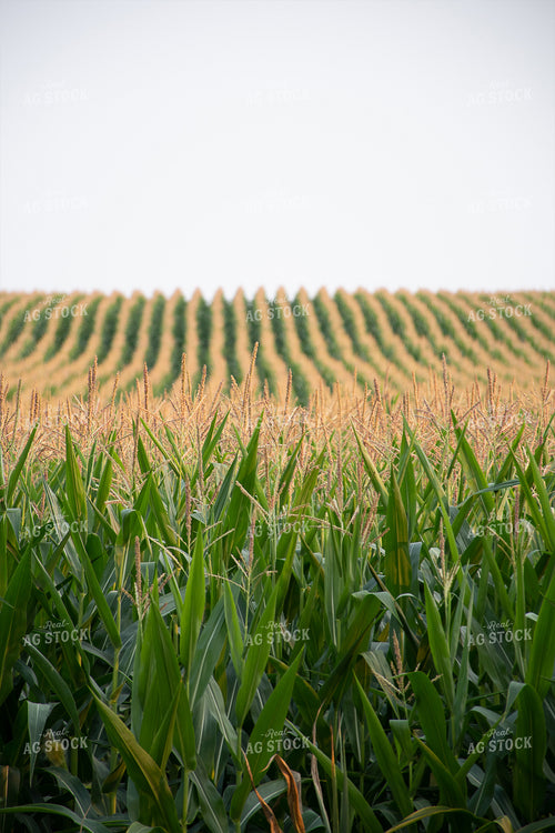 Rows of Corn Tassels 50127