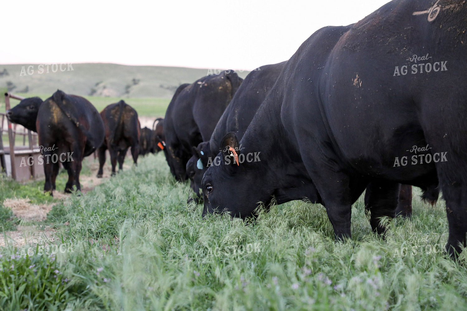 Black Angus Cattle on Pasture 117242