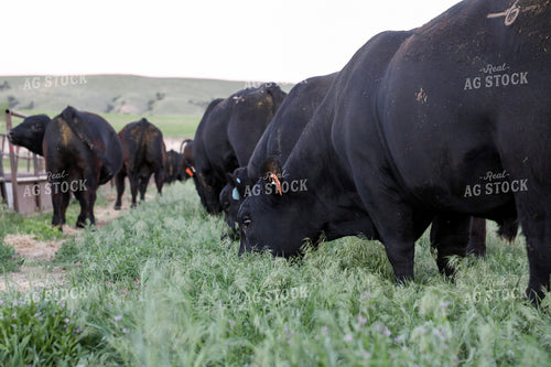 Black Angus Cattle on Pasture 117242