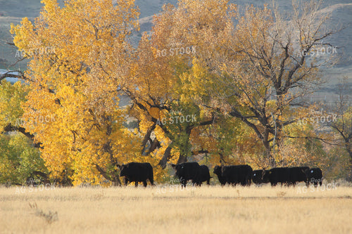 Angus Cattle in Pasture 63018
