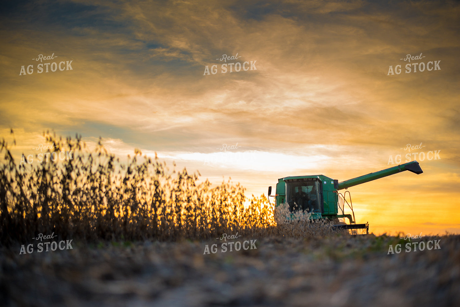 Combining Soybeans in Sunset 74052