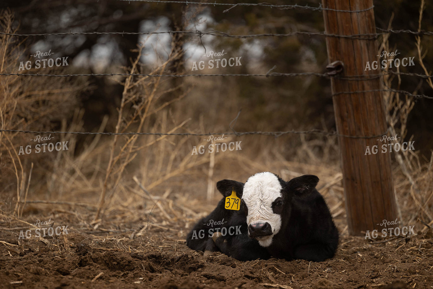 Black Baldy Calf 303026