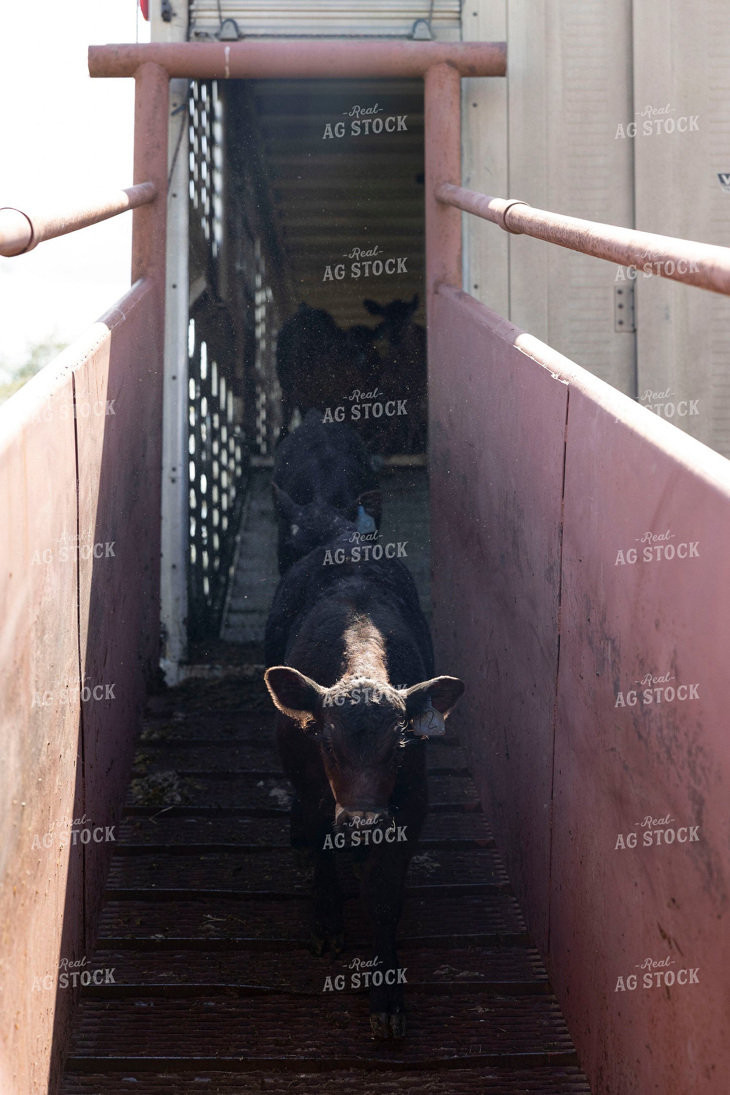 Calves on Loading Chute 205082