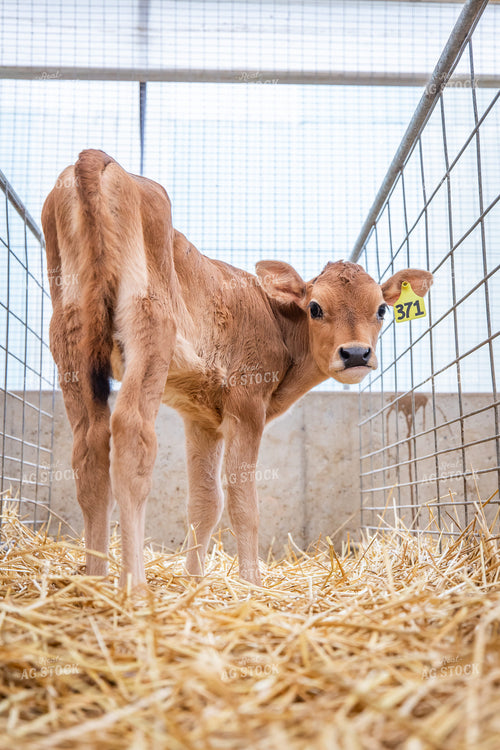 Jersey Calves 270467