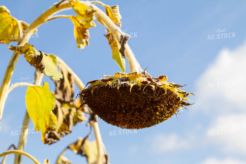 Dead Sunflower 79125