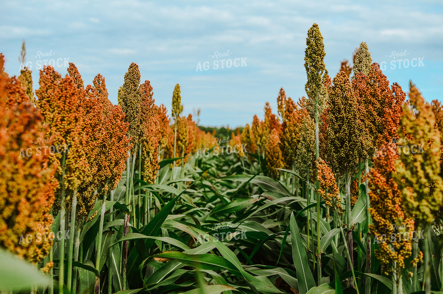 Sorghum Field 125023