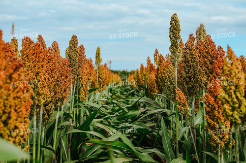 Sorghum Field 125023