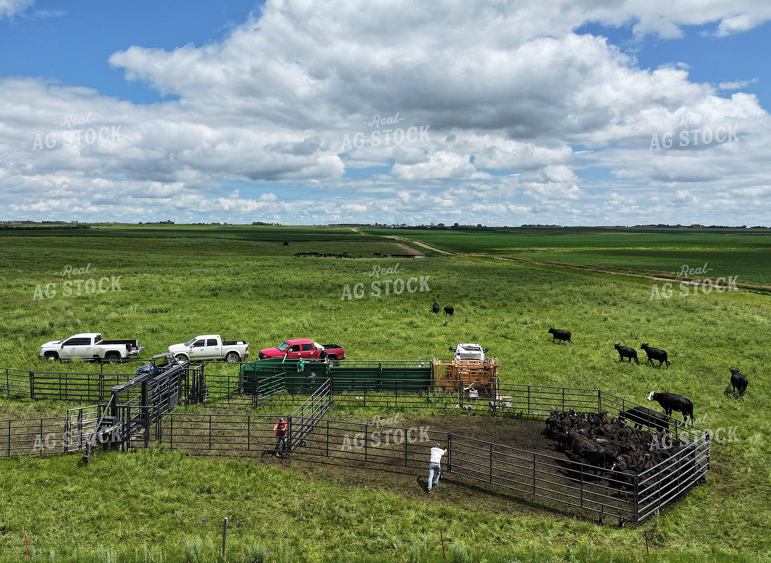 Cattle Pen in Pasture 141344